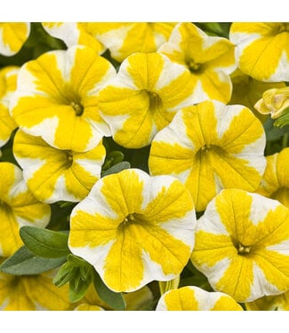 Livingstone Calibrachoa Superbells® 'Lemon Slice' 4.5in [1]