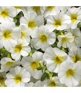 Livingstone Calibrachoa Superbells® 'Over Easy' 4.5in [1]