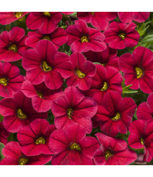 Calibrachoa Superbells® 'Red' 4.5in [1]