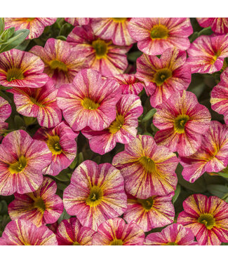 Livingstone Calibrachoa Superbells® 'Tropical Sunrise' 4.5in [1]