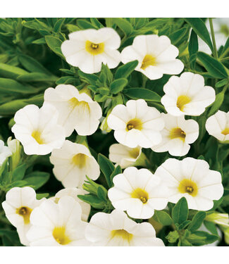 Livingstone Calibrachoa Superbells® 'White' 4.5in [1]