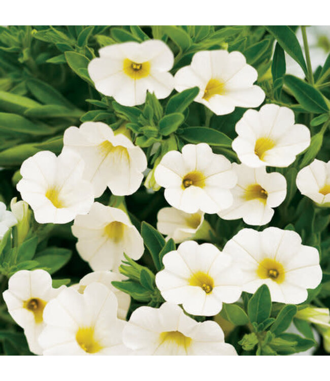 Calibrachoa Superbells® 'White' 4.5in [1]