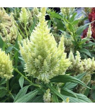 Livingstone Celosia argentea va. plumosa Kelos™ 'Fire Lime' (Celosia ) 4.5in [1]