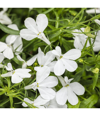 Livingstone Lobelia erinum Laguna® 'Cloud White' 4.5in [1]