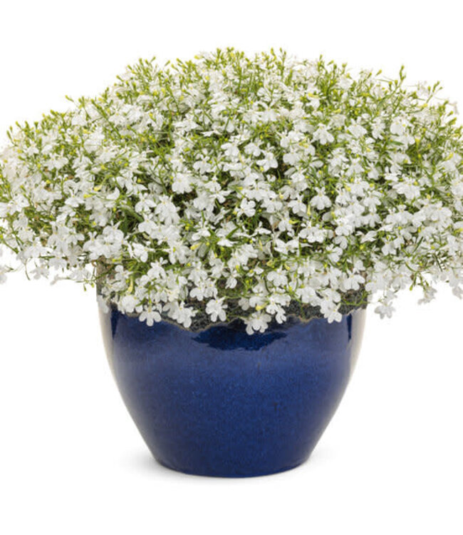 Lobelia erinum Laguna® 'Cloud White' 4.5in [1]