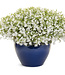 Lobelia erinum Laguna® 'Cloud White' 4.5in [1]