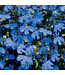 Lobelia erinus Laguna® 'Dark Blue' 4.5in [1]