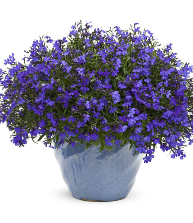 Lobelia erinus Laguna® 'Dark Blue' 4.5in [1]