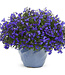 Lobelia erinus Laguna® 'Dark Blue' 4.5in [1]