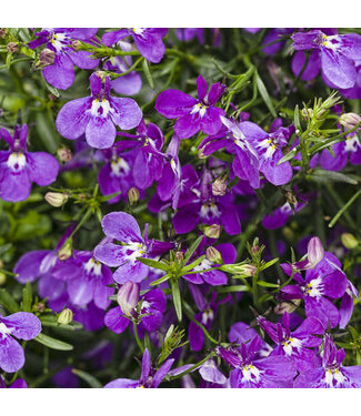 Livingstone Lobelia erinus Laguna® 'Ultraviolet' 4.5in [1]