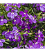 Lobelia erinus Laguna® 'Ultraviolet' 4.5in [1]