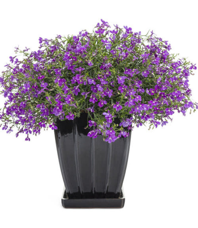 Lobelia erinus Laguna® 'Ultraviolet' 4.5in [1]