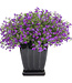Lobelia erinus Laguna® 'Ultraviolet' 4.5in [1]