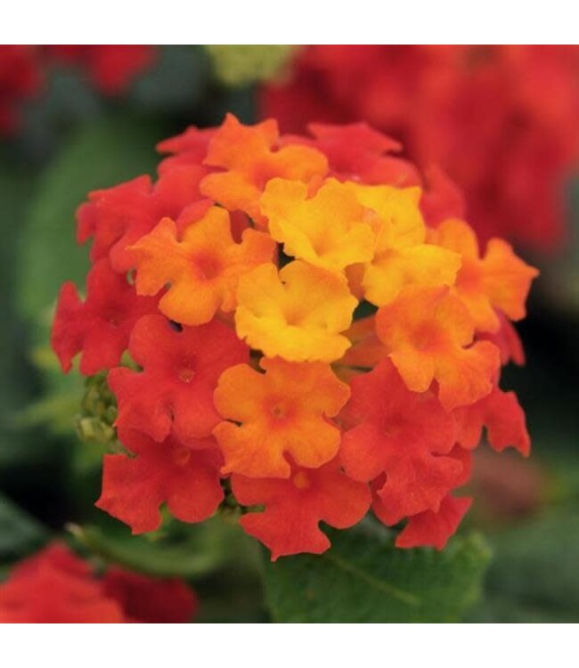 Lantana camara Little Lucky™ 'Red' 4.5in [1]