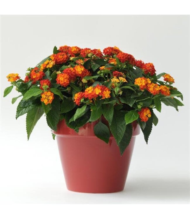 Lantana camara Little Lucky™ 'Red' 4.5in [1]