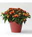 Lantana camara Little Lucky™ 'Red' 4.5in [1]