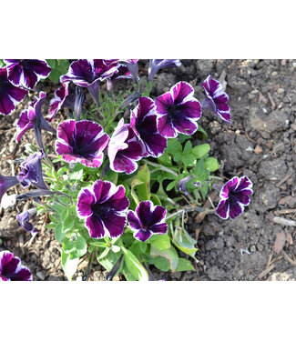 Livingstone Petunia Sweetunia 'Miss Marvelous' 4.5in [1]