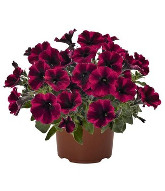Livingstone Petunia Sweetunia 'Suzie Storm' 4.5in [1]