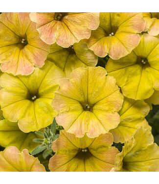 Livingstone Petunia Supertunia® 'DCAS303' (Honey™ ) 4.5in [1]