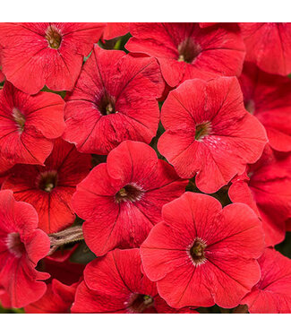 Livingstone Petunia Supertunia® 'Sunrem' (Really Red ) 4.5in [1]