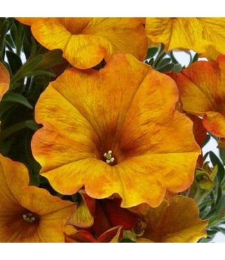 Livingstone Petchoa hybrid SuperCal® 'Premium Orange Sunset' 4.5in [1]