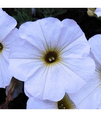 Livingstone Petchoa hybrid SuperCal® 'Premium Pearl White' 4.5in [1]
