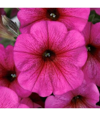Livingstone Petchoa hybrid SuperCal® 'Premium Purple Dawn' 4.5in [1]