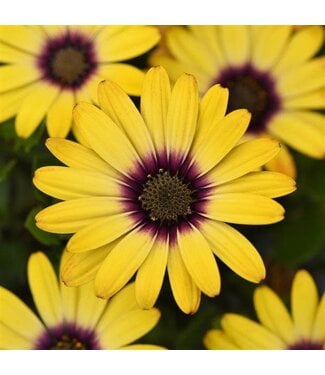 Livingstone Osteospermum (Zion Morning Sun) 4in [2]