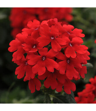 Livingstone Verbena Firehouse™ 'Red' 4.5in [1]