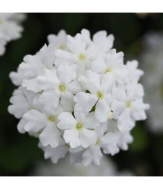 Livingstone Verbena Firehouse™ 'White Improved' 4.5in [1]