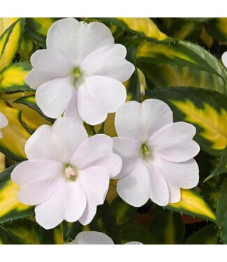 Livingstone Impatiens SunPatiens® 'Vigorous Tropical White' 4.5in [1]
