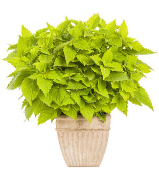Livingstone Coleus ColorBlaze® 'Lime Time' 4.5in [1]