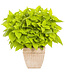 Coleus ColorBlaze® 'Lime Time' 4.5in [1]