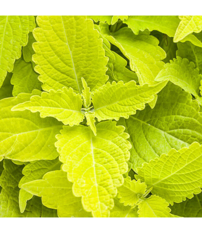 Coleus ColorBlaze® 'Lime Time' 4.5in [1]