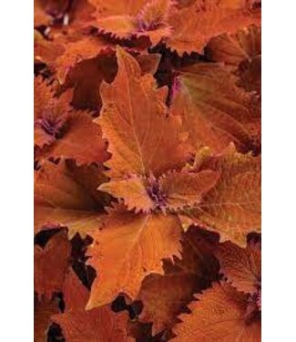 Livingstone Coleus ColorBlaze® 'Wicked Hot' 4.5in [1]