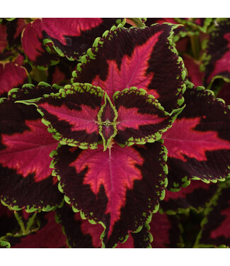 Livingstone Coleus 'Heartbreaker' 4.5in [1]