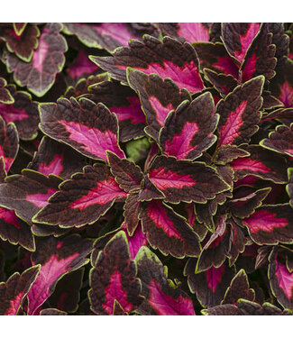 Livingstone Coleus ColorBlaze® 'Velveteen' 4.5in [1]