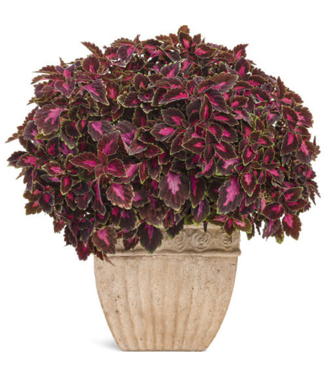 Coleus ColorBlaze® 'Velveteen' 4.5in [1]