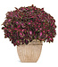 Coleus ColorBlaze® 'Velveteen' 4.5in [1]