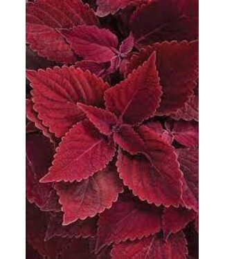 Livingstone Coleus ColorBlaze® 'Rediculous' 4.5in [1]