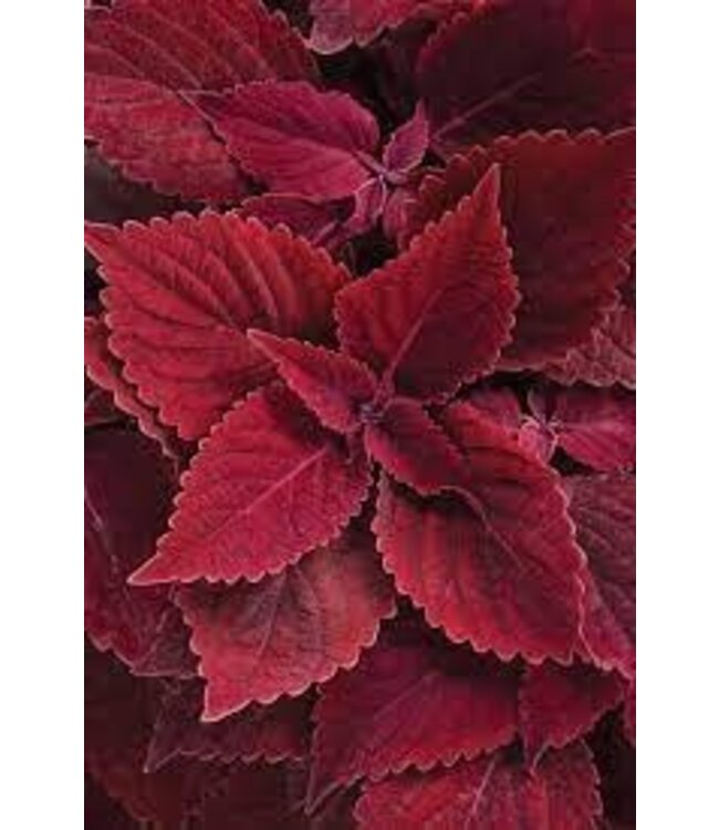 Coleus ColorBlaze® 'Rediculous' 4.5in [1]