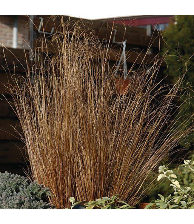 Carex buchananii 'Red Rooster' (Grass ) 1gal [1]