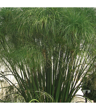 Livingstone Cyperus papyrus 'King Tut' (® Grass ) 1gal [1]