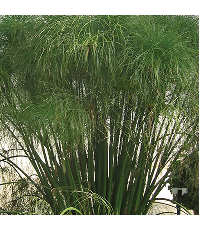 Cyperus papyrus 'King Tut' (® Grass ) 1gal [1]