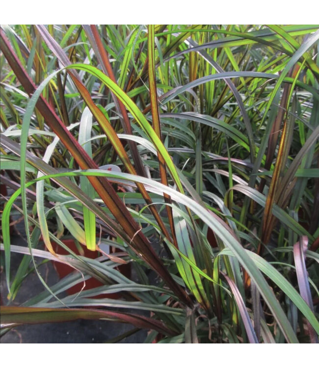 Pennisetum purpureum 'Princess Caroline' (Fountain Grass ) 1gal [1]