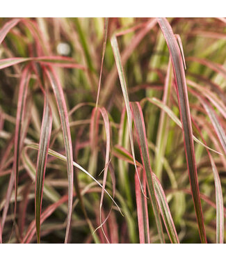 Livingstone Pennisetum s. r. 'Fireworks' (Fountain Grass ) 1gal [1]