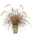 Pennisetum s. r. 'Fireworks' (Fountain Grass ) 1gal [1]