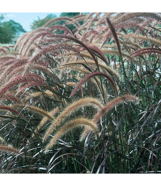 Livingstone Pennisetum s. 'Rubrum' (Purple Fountain Grass ) 1gal [1]