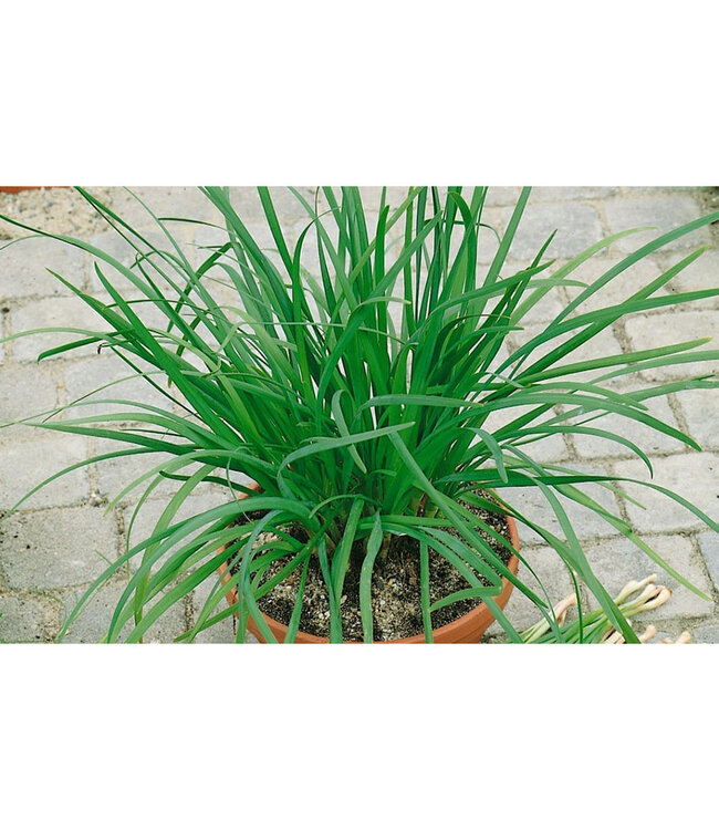 Allium tubersoum (Garlic Chives) 4.5in [1]