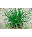Allium tubersoum (Garlic Chives) 4.5in [1]